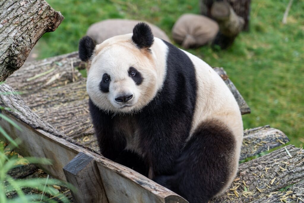 Photo Panda cookies